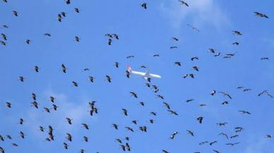 Leylek sürüleri İstanbul hava trafiğini olumsuz etkiliyor