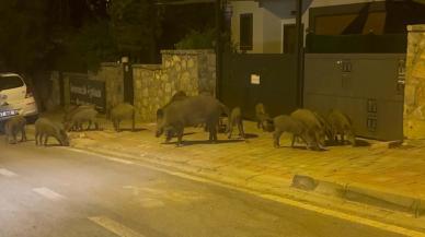 Bodrum'da aç kalan domuzlar ilçe merkezine indi: O anlar kamerada