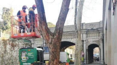 Beşiktaş'taki hastalıklı ağaçlar yenileniyor