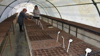 Volkan Yılmaz: 80 bin fide elde etmeyi hedefliyoruz