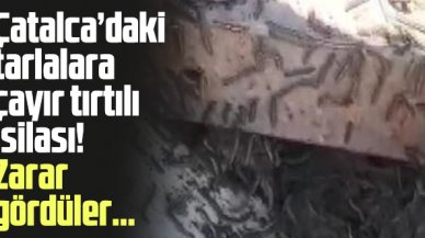 Çatalca'daki tarlaları çayır tırtılları istila etti