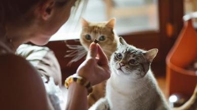 300 bin hayvan ölmüştü! FİP hastalığı yayılıyor! FİP hastalığı nedir, belirtileri nelerdir? Tedavisi var mı?