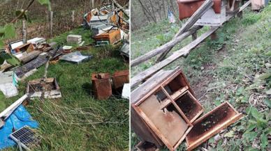 Kovanlara ayı saldırdı; 5 bin arı öldü