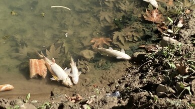 Bartın Irmağı'ndaki balık ölümlerine ilişkin inceleme başlatıldı