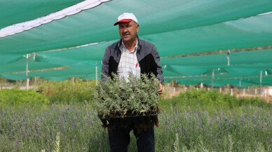 Et ve süt verimini artıran tuz çalısı Eskişehir'de üretiliyor