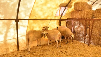 Kesin dönüş yapan gurbetçi, et verimi yüksek yeni koyun ırkı geliştirdi