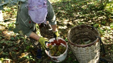 Sinop'ta geçen yıla göre verimli olan sezon kestane üreticisini sevindirdi
