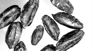 Yumuktepe Höyüğü'nde 9 bin yıllık geçmişe sahip iki buğday türü tespit edildi