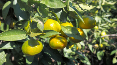 Satsuma mandalinanın ihracat yolculuğu 18 Ekim’de başlıyor