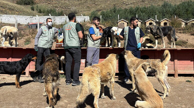 Hayvan Dostu Eczaneler Projesi ile Mama Kapları Sevgiyle Doluyor