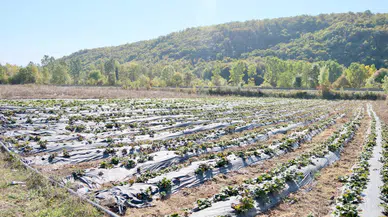 Büyükşehir’in desteğiyle çilek üretimi yaygınlaştırılıyor