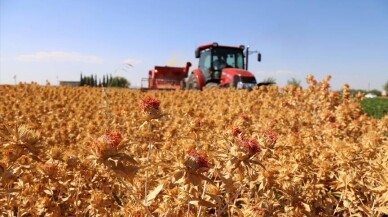 Değeri her geçen gün artan aspir, üreticisini memnun etti