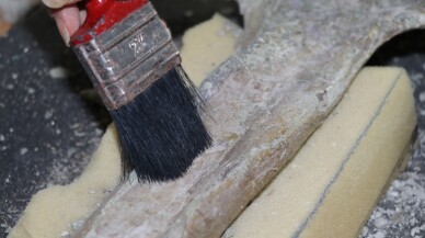 9 milyon yıllık fosillerin çıktığı Çorakyerler'de bu sezon 150 fosil bulundu