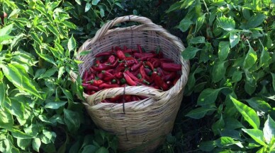 Adana'nın "Karaisalı biberi" coğrafi işaret tescil belgesi aldı