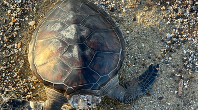 Alanya'da sahilde ölü caretta caretta bulundu