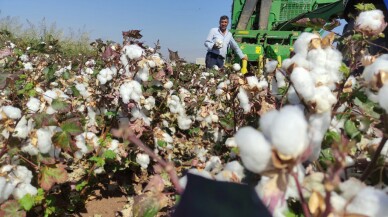 Araban Ovası'nda pamuk hasadı başladı