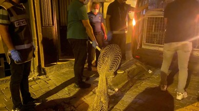 Aydın'da bir evde tutulan 16 kedi ve 1 köpek, şikayet üzerine kurtarıldı