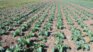 Bafra Ovası'nda 130 bin dekar alana kışlık sebze ekimi yapıldı