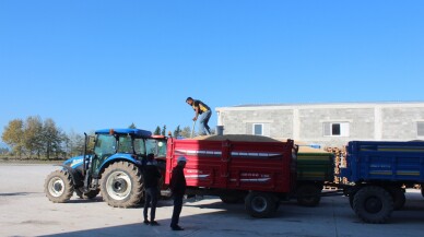 Bafra Ovası'nda hasat edilen çeltiğin alım işlemleri sürüyor