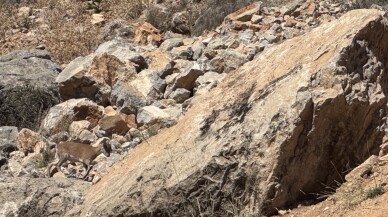 Bingöl'de dağ keçileri görüntülendi