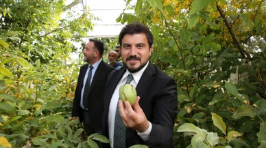 Bitlis'te ceviz üretiminin 150 bin fidanla artırılması hedefleniyor