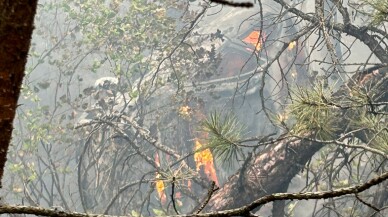 Bolu'da ağaçlık alana devrildikten sonra yanan otomobildeki 2 kişi öldü