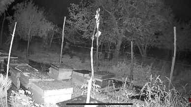 Bolu'da kovanlardan bal yemek isteyen ayılar elektrikli tel engeline takıldı