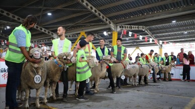 Bursa'da koç ve tavuklar için güzellik yarışması düzenlendi