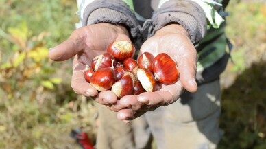 Coğrafi işaretli Simav kestanesinin hasadına başlandı
