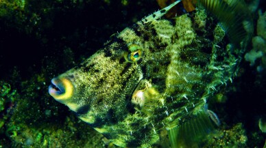 Dalış turizminin merkezi Kaş'ın su altı zenginlikleri görüntülendi