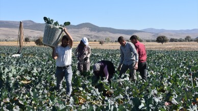 Devlet desteğiyle ekilen brokoli belde üreticisine yeni gelir kapısı oldu