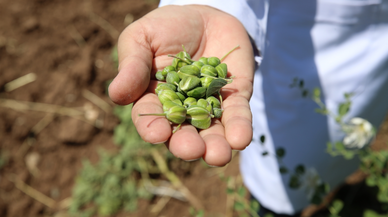 "Diyar 2017" ismiyle tescillenen kapari Milli Çeşit Listesi'ne kaydedildi