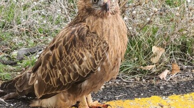 Erzurum'da polisin bulduğu yaralı şahin tedaviye alındı