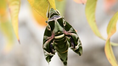 Giresun'da askeri kamuflaj desenli "mekik kelebeği" görüntülendi