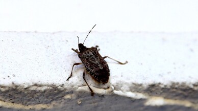 Giresun'da kahverengi kokarcayla mücadele imha timi oluşturuldu