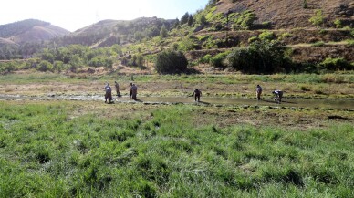 Göl ve göletlere 25 milyon sazan yavrusu takviyesi