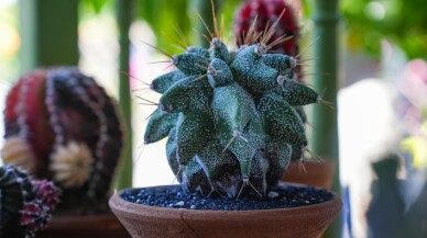 Kaktüs meraklısı emekli evinde yaklaşık 300 kaktüs yetiştiriyor