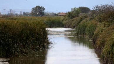 Kızılırmak Deltası'nda bir günde 137 kuş türü gözlendi