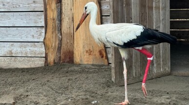 Kızılırmak Deltası'nda yaralı leylekler tedavi ediliyor