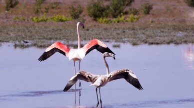 Konya'da flamingo yavruları göç yolculuğuna hazırlanıyor