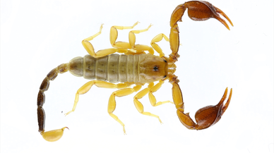 Konya'da yeni akrep türü keşfedildi