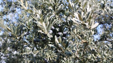 Marmarabirlik'te kampanya döneminde 100 bin ton rekolte bekleniyor