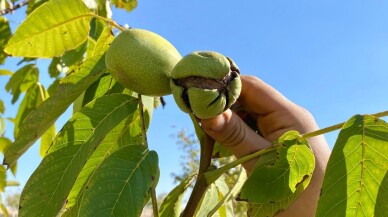 Memlekete dönen taksi şoförü ve oğlu tescilli Kaman cevizi üretiyor