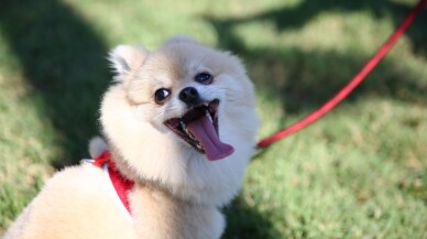 Mersin sahilinde "Patifest" düzenlendi