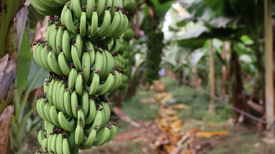 Mersin'de yerli muzun üretim alanı 70 bin dekara ulaştı