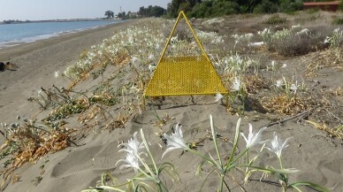 Mersin'de yumurtalarından çıkan kaplumbağa yavruları denizle buluştu