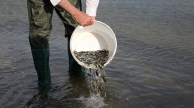 Muş'taki su kaynaklarına 4 milyonu aşkın sazan balığı yavrusu bırakıldı