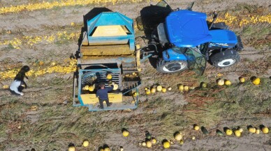 Nevşehir kabak çekirdeğinin üretimi coğrafi işaretle arttı