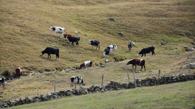 Obada 40 yıldır besicilik yaparak ailesinin geçimini sağlıyor