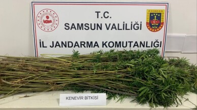 Samsun'da 285 kök kenevir bitkisi ele geçirildi